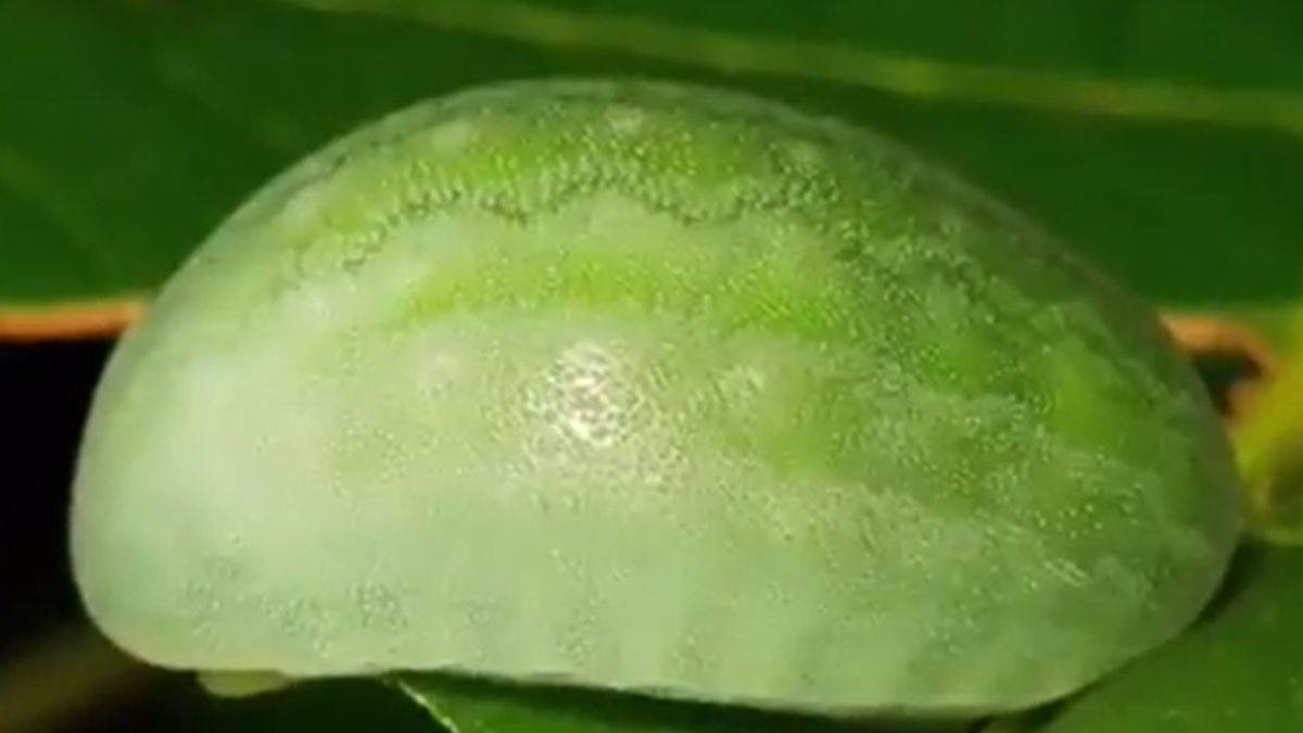 Karpuz kamuflajlı tırtıl