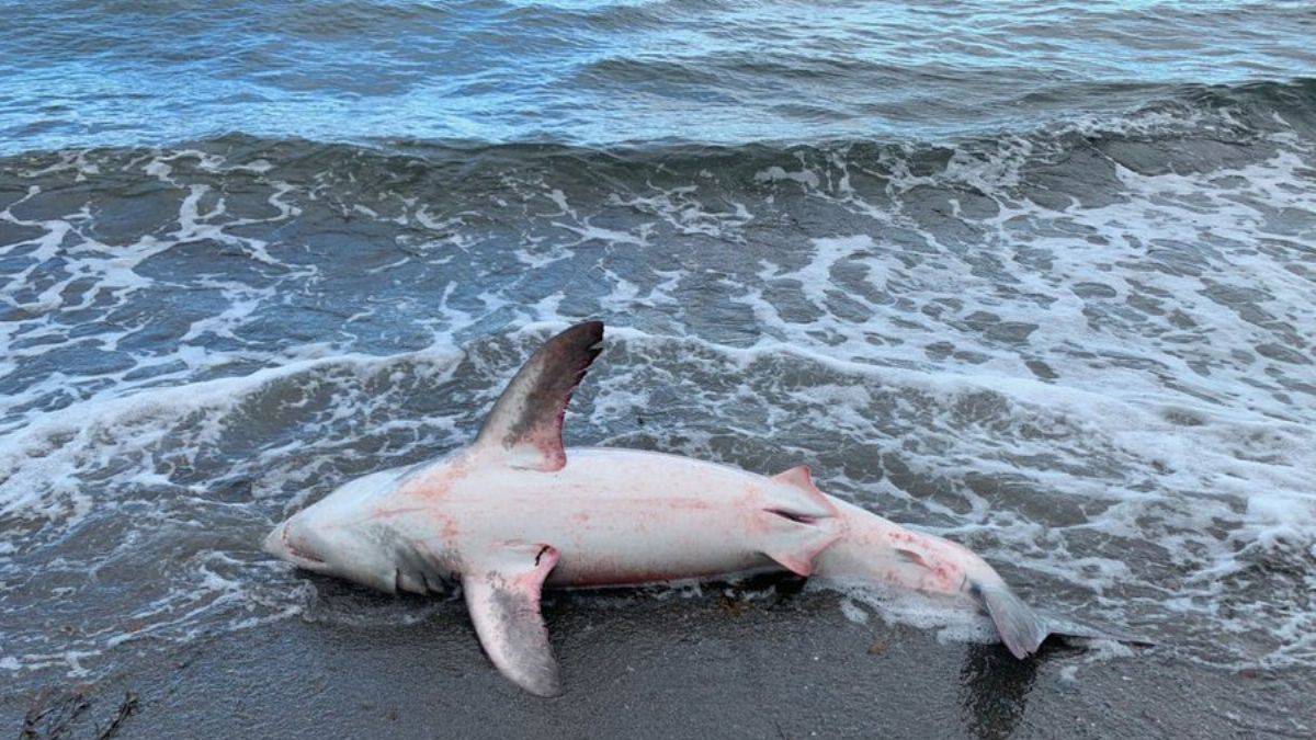 Mısır'da turist öldüren köpekbalığı mumyalanacak