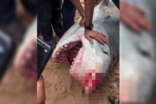 Rus turisti öldüren köpekbalığı mumyalandı