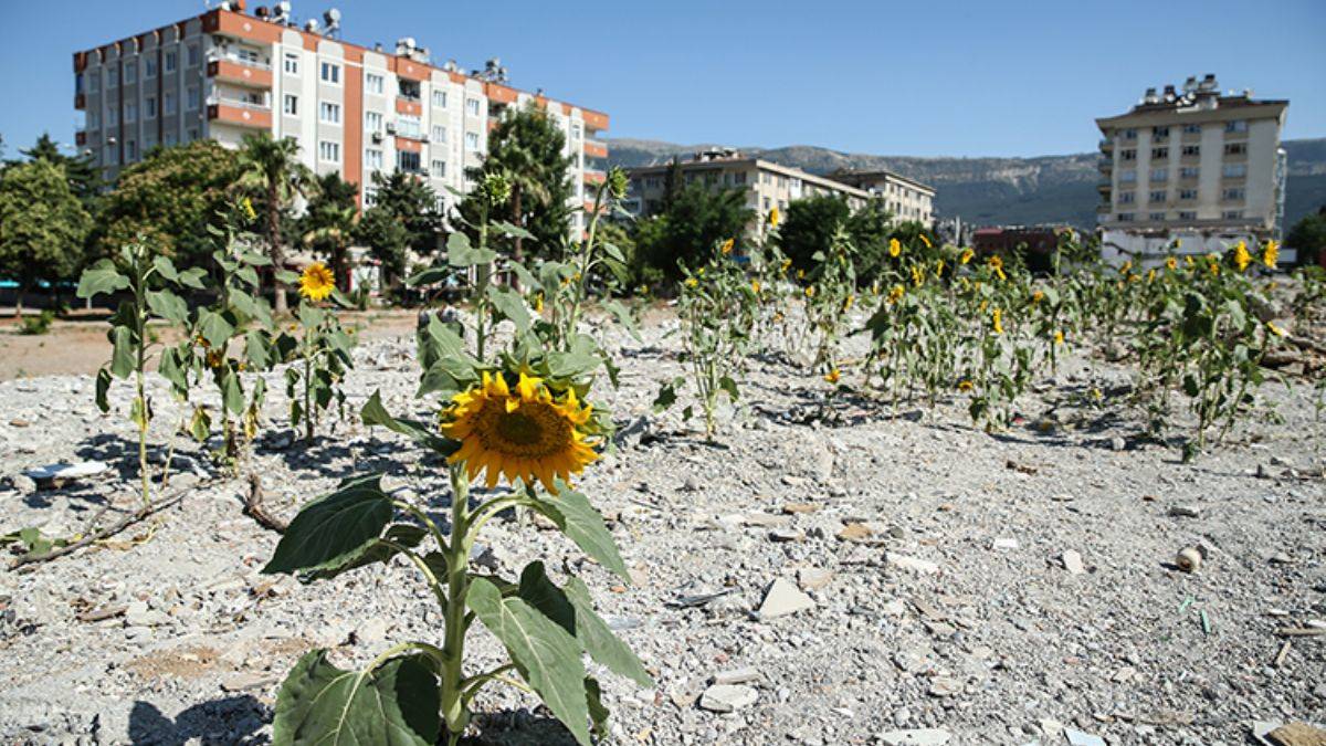 Depremde yıkılan kuruyemişçinin enkazında ayçiçekleri yeşerdi