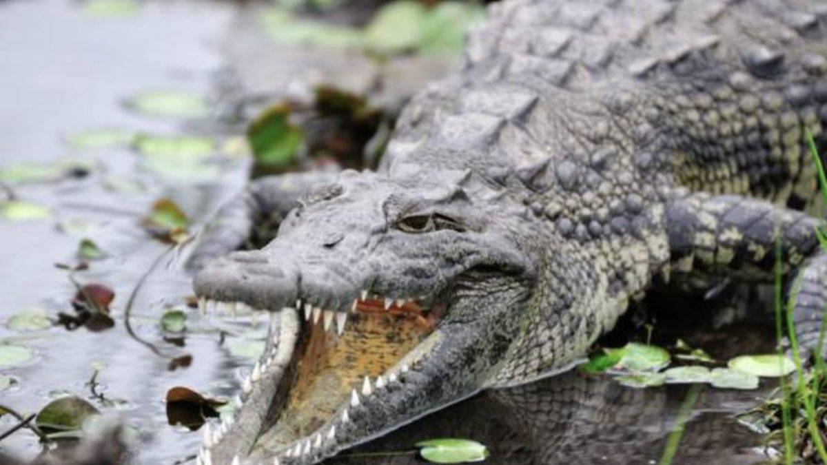 Namibya: Timsah satıyoruz, alan var mı?