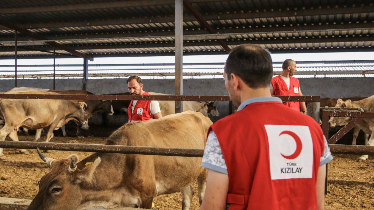 Kurban Bayramı Ne Zaman? Kurbanlıklar Nasıl Seçilmeli?
