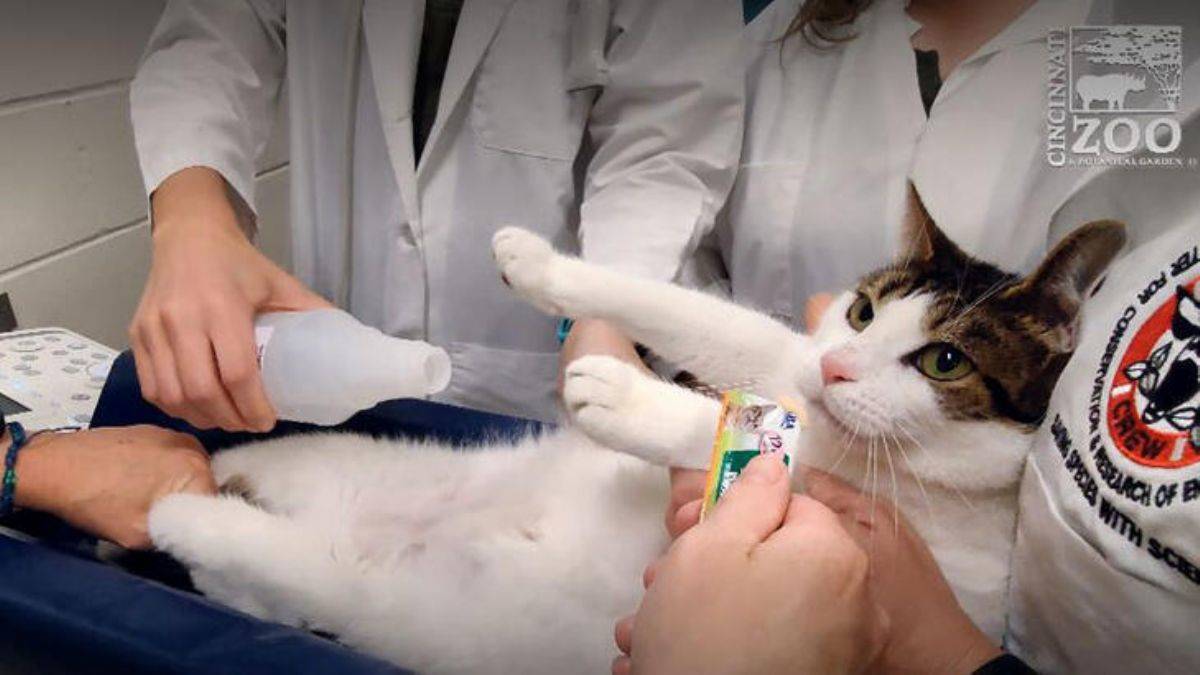 Kedilere ameliyatsız kısırlaştırma