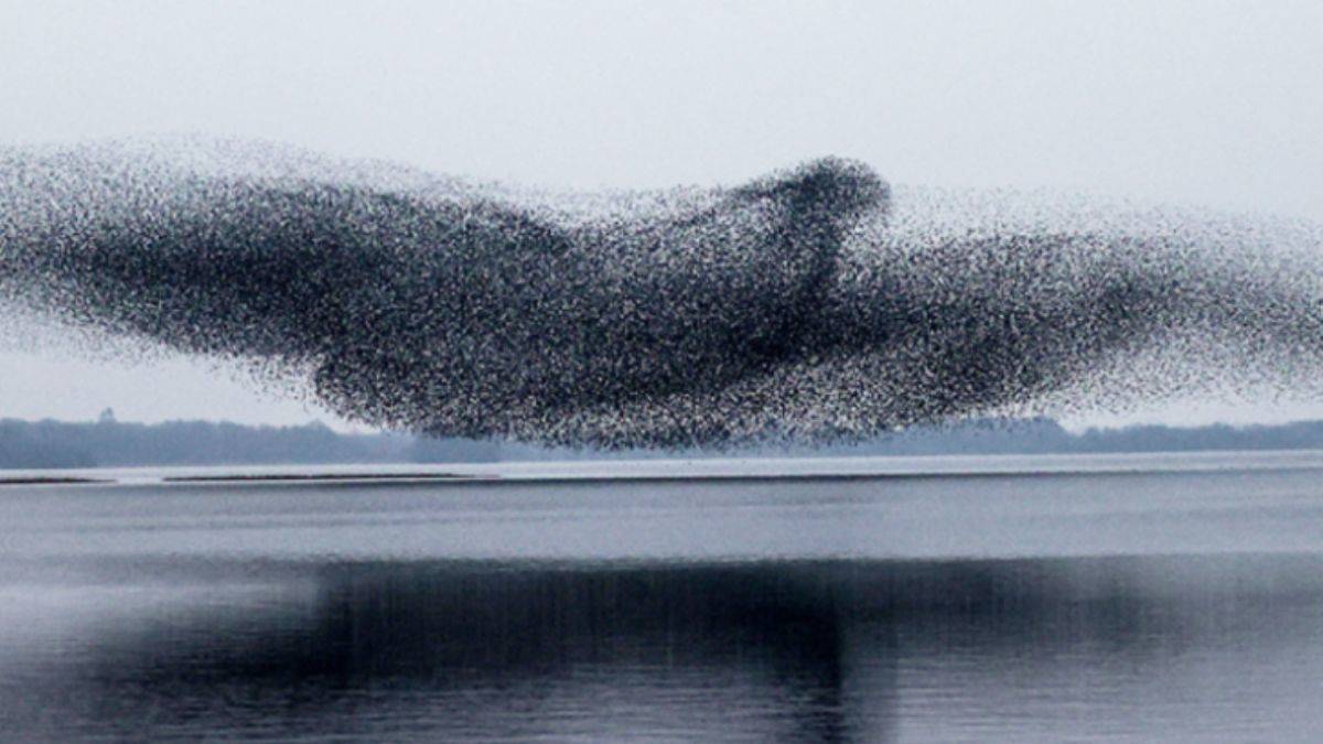 5 gün bekledi, o anı yakaladı!