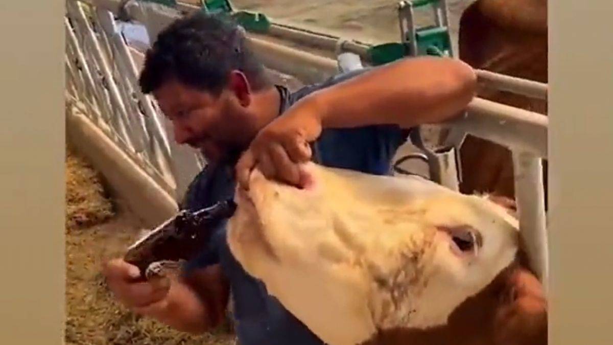 İneğe içki verdi, tepki gelince kendini savundu