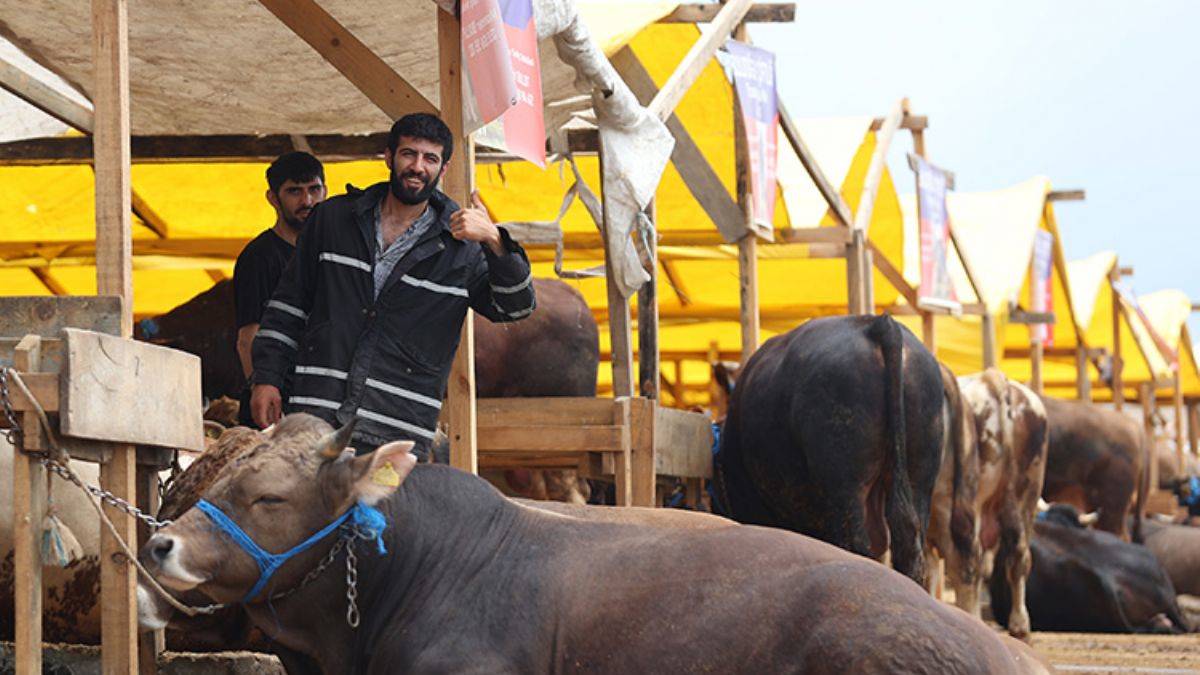 İstanbul'da kurban pazarı hareketli, üretici memnun