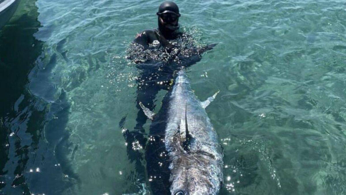 Çanakkale Boğazı'nda 110 kiloluk orkinos avladı