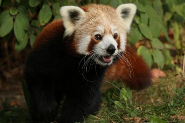 Erkek kızıl panda 'yalnız kalmak için' kafesinden kaçtı