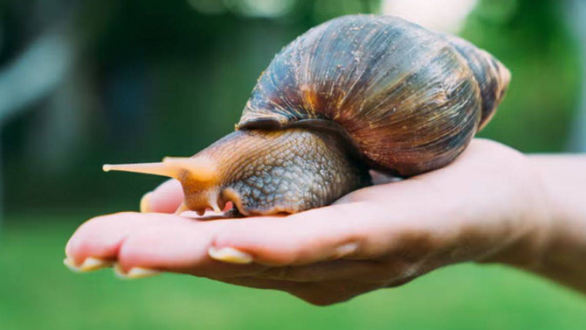 ABD'de dev salyangoz istilası