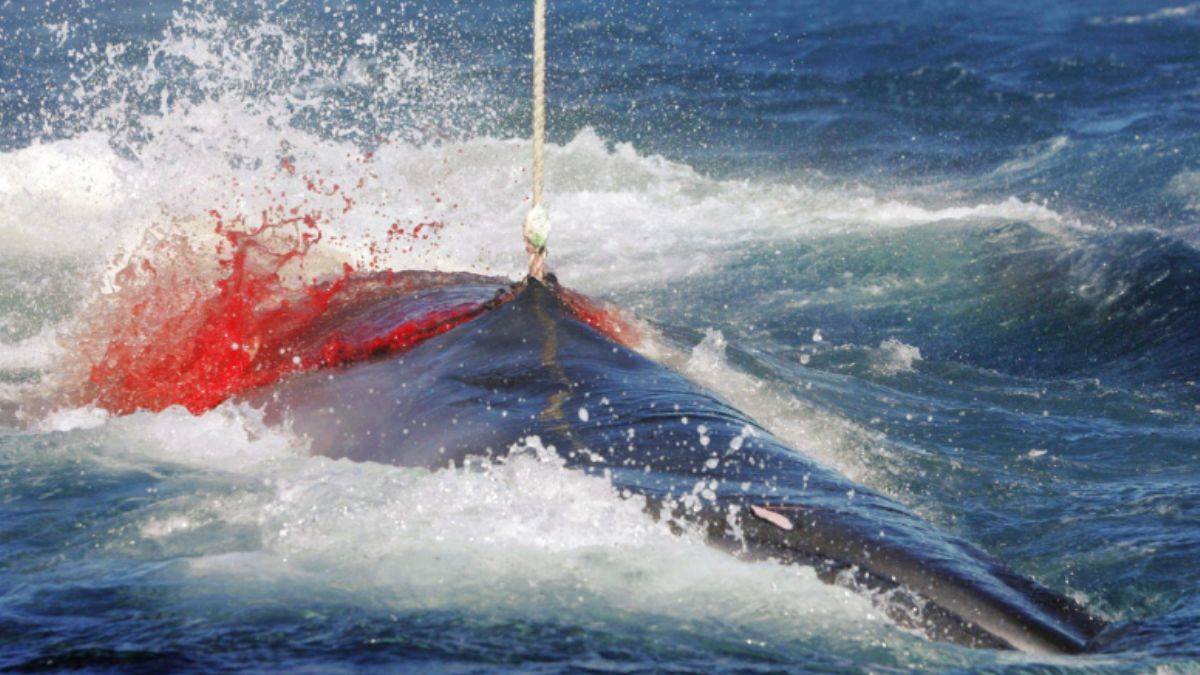 Zıpkının ucuna el bombası takıp balinanın içinde patlatıyorlar
