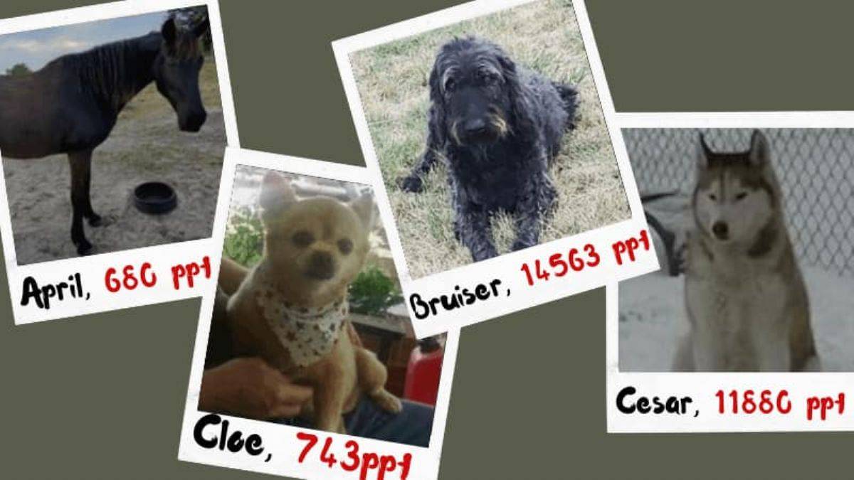 ABD'deki hayvanların kanında 'sonsuz kimyasal' (PFAS) bulundu