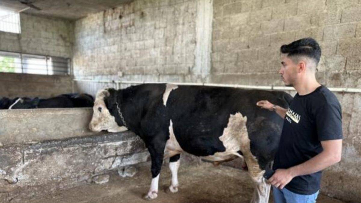 'Paşa'nın taliplisi çok, 200 bin liraya alıcı bekliyor