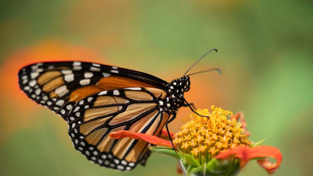 Kral kelebeklerinin bir özelliği daha ortaya çıktı