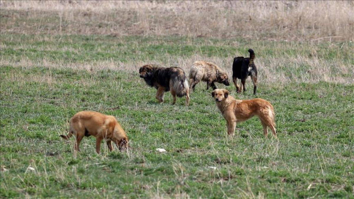 Ankara'da başıboş köpek sorunu; vatandaş şikayetçi