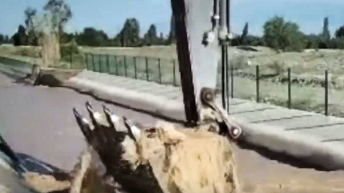 Suya kapılan hayvana kepçe operasyonu