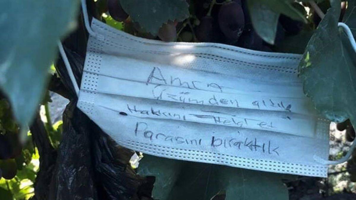 Üzümü kopardılar, sahibine not bıraktılar