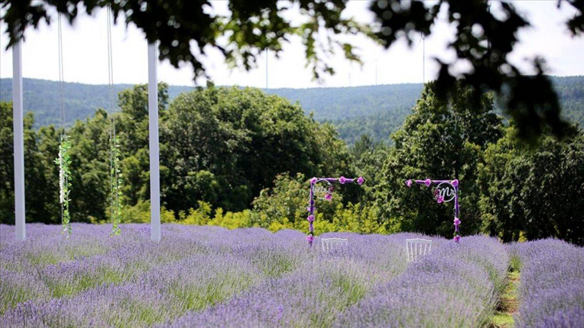 Şehirden köye göçtü, turistik lavanta bahçesi kurdu