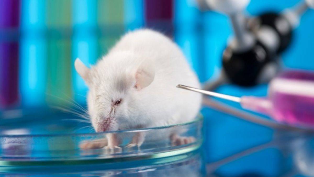 'Alzheimer'ı önlemede farelerden öğrendiğimiz metodu uygulayacağız'