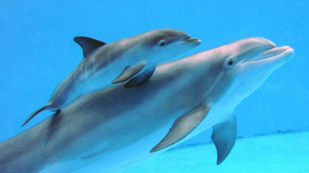 Anne yunuslar 'bebek dili' kullanıyor