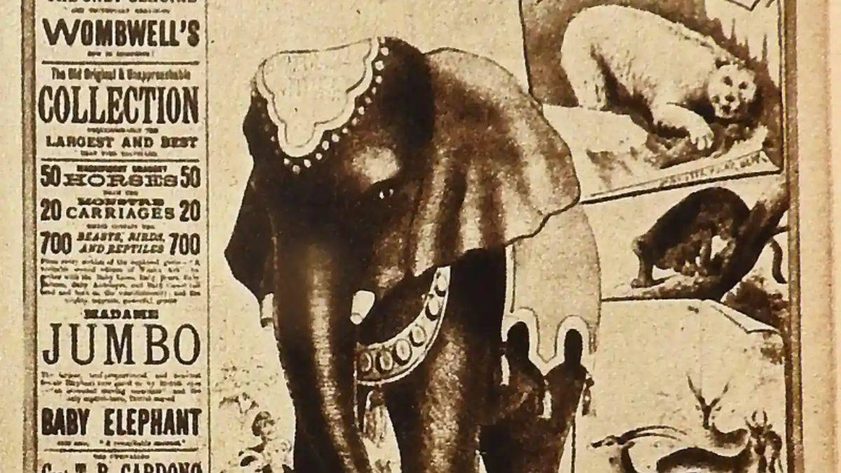 Efsanevi fil Nancy'i bulmak için kolları sıvadılar