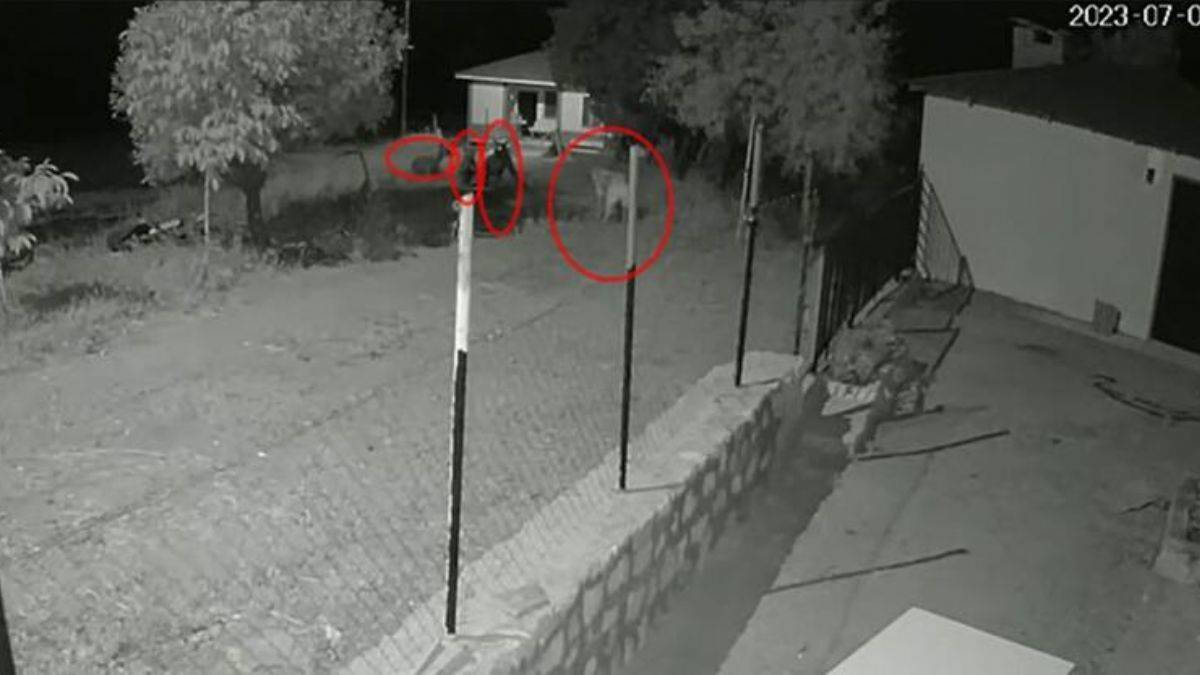Köpek tek başına 3 ayıyı kovaladı