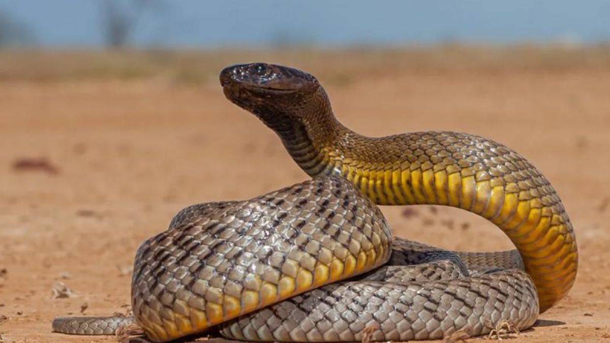 Panzehiri geliştirmek için hayatından oldu! Tıbbın gizli kahramanı