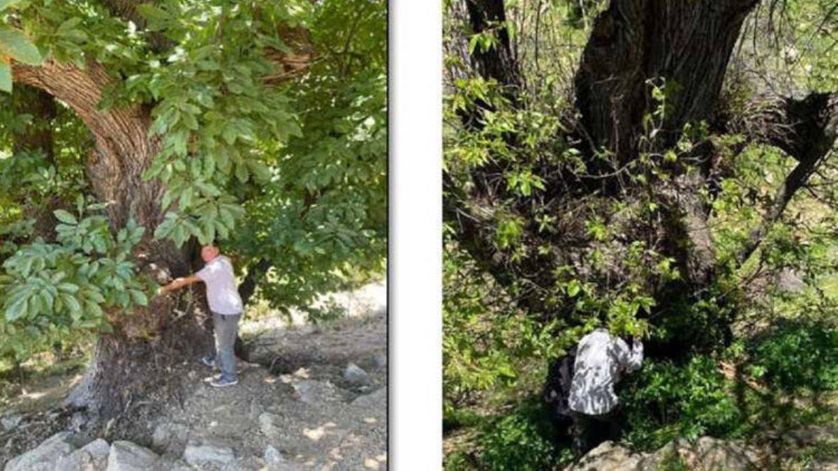 766 yaşındaki anıt ağaç yeni fidanlar veriyor