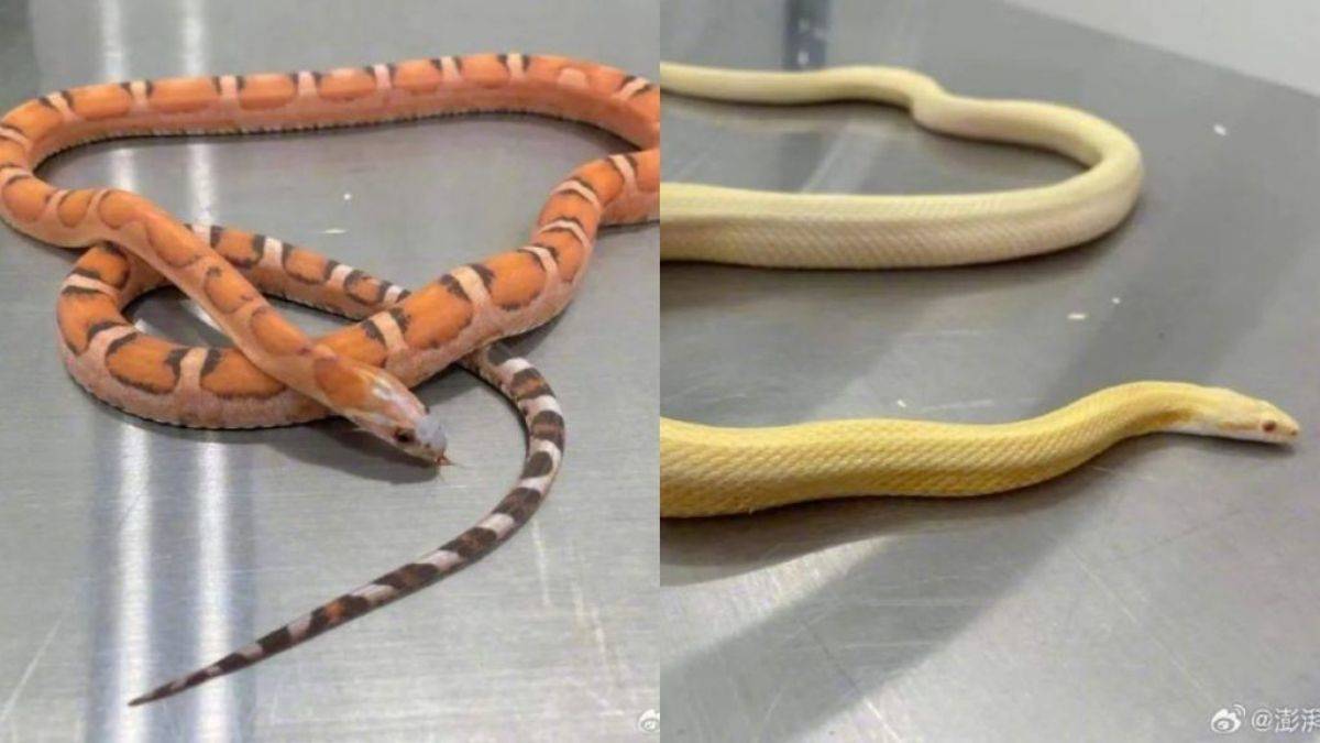 Sütyeninden tam 5 yılan çıktı!