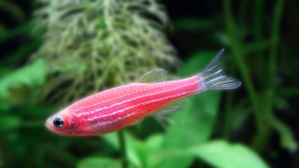 Çin uzaya balık gönderecek