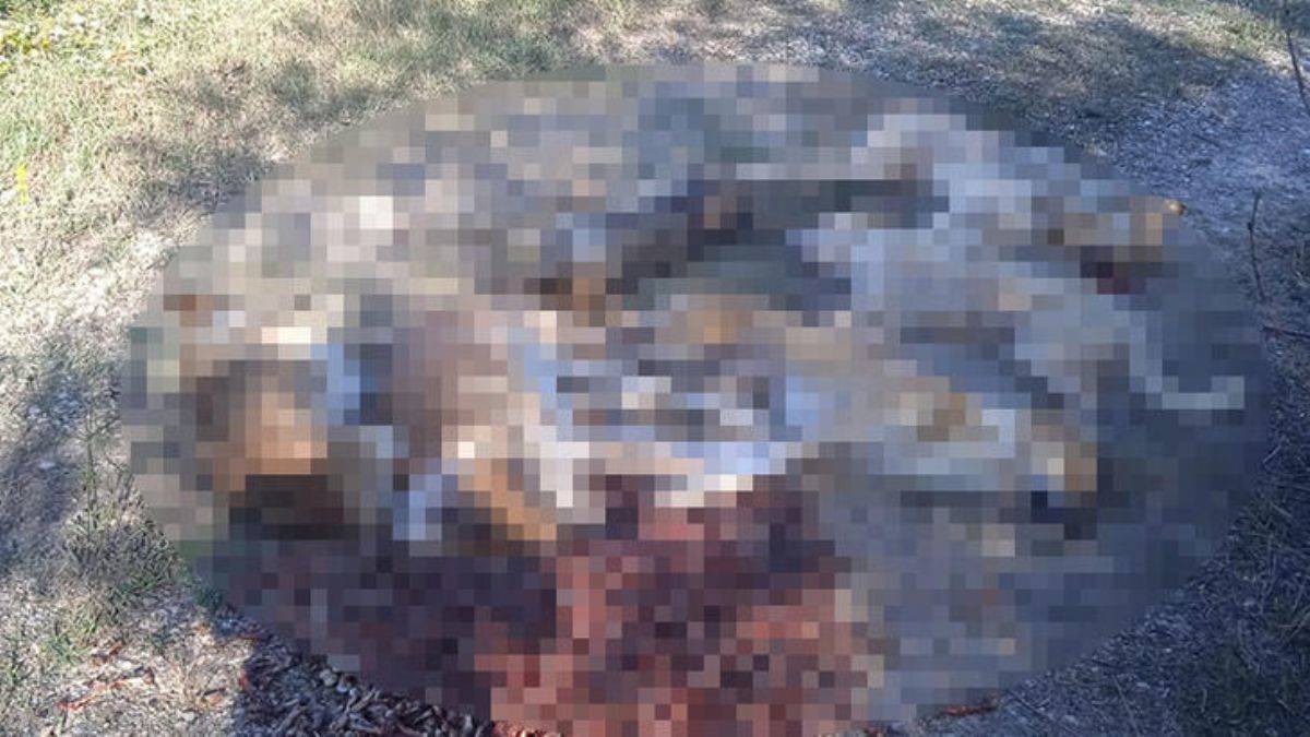 Ormanda zehirle öldürülmüş köpekler bulundu
