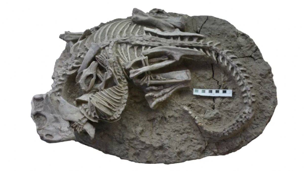 125 milyon yıllık çifte fosil: İki memeli kapışmış