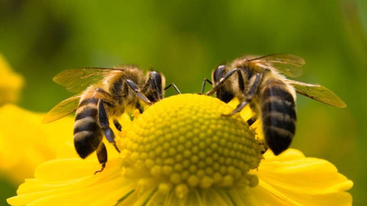 Brezilya'da arı katliamı
