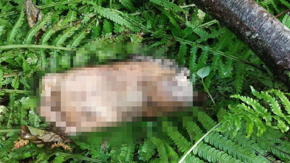 Artvin'de kopmuş ayak bulundu; belediyeden anons