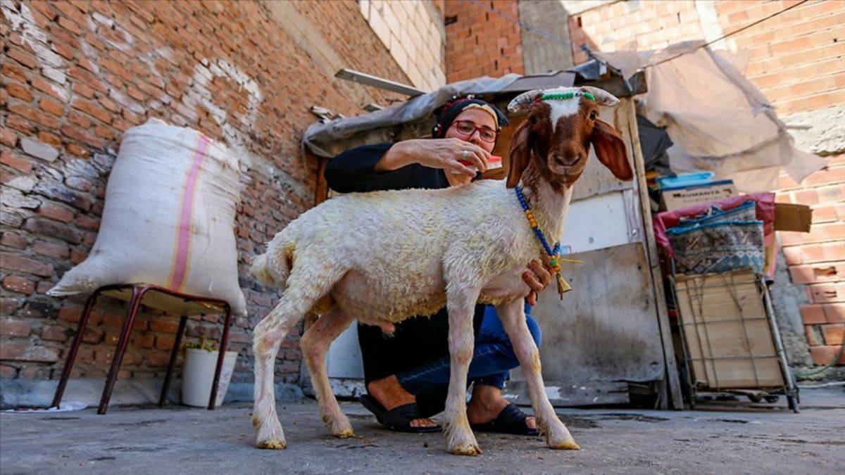 Çocuklarının depremin travmasını atlatması için aldıkları kuzu evin yeni üyesi oldu