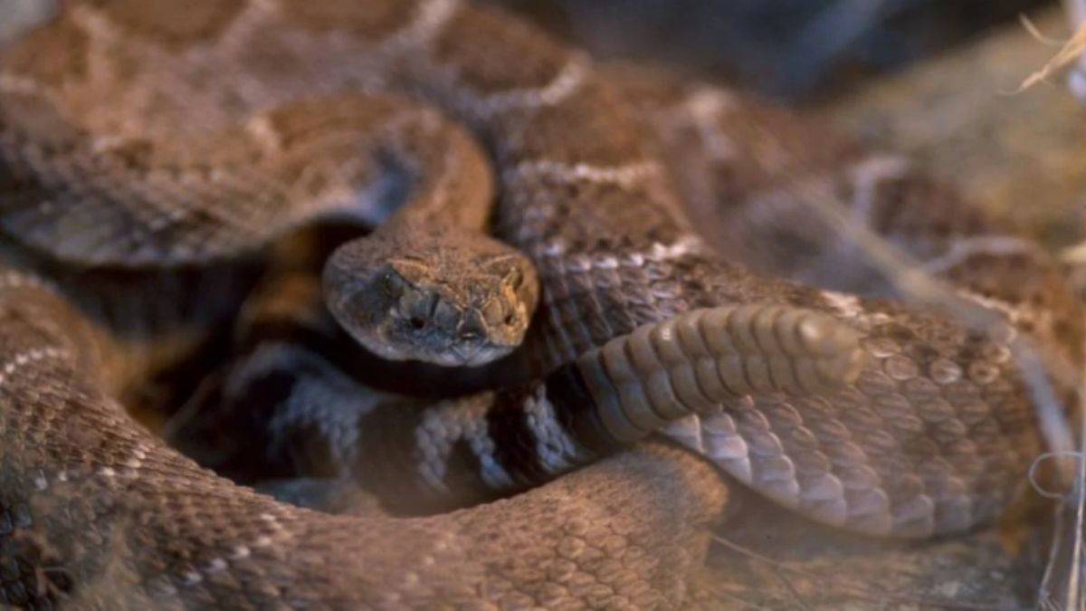 Dev yılanları görünce kaçacak yer aradılar.. O ilimizde yılan istilası başladı!