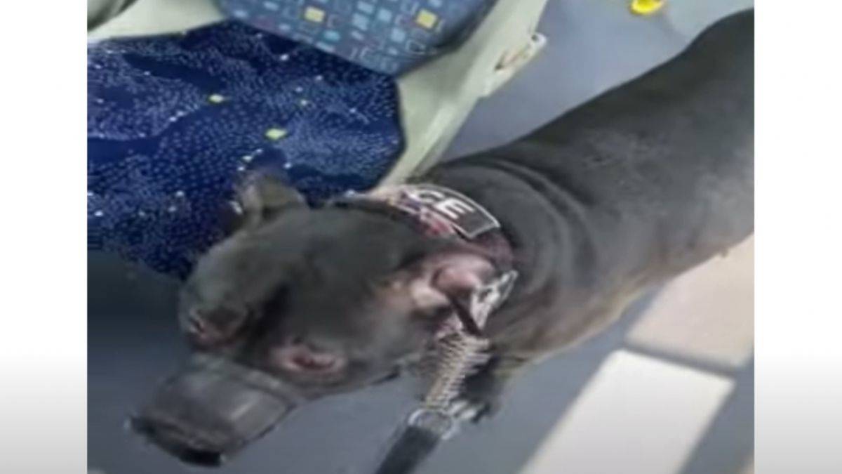 Pitbull cinsi köpekle otobüse binen kadın ortalığı karıştırdı