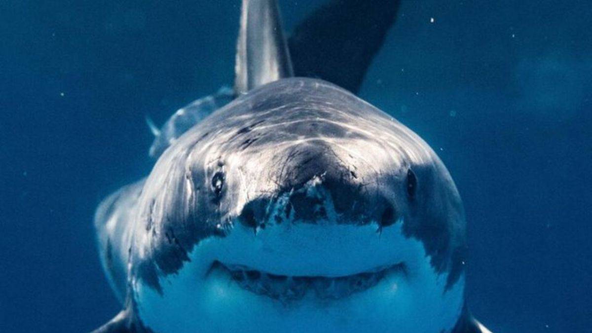 Köpekbalıkları kokainden etkilenince tuhaf hareketler sergiledi