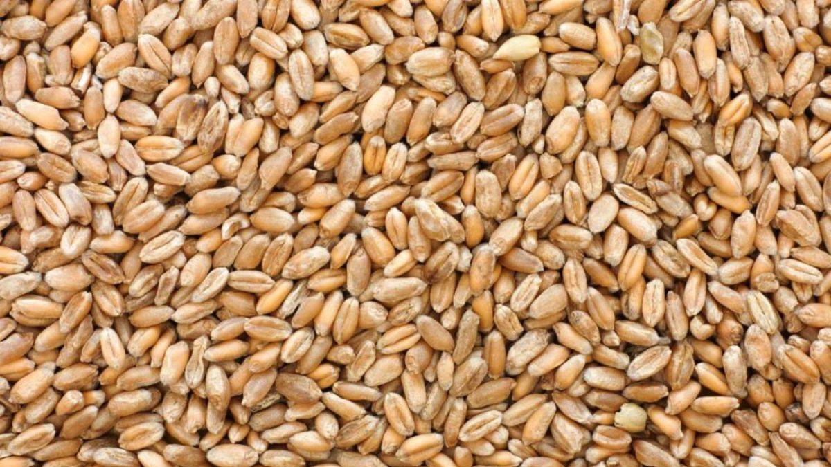 Putin'den Afrika'ya tahıl garantisi