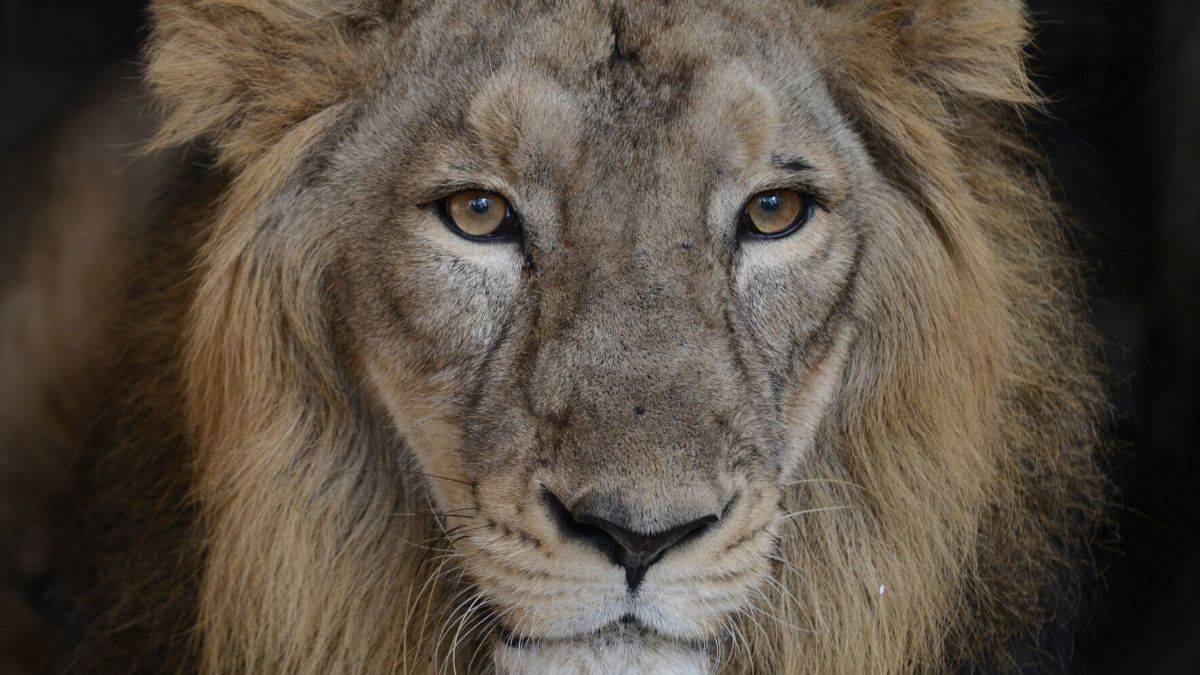 Hindistanlı kadın aslan saldırısında öldü