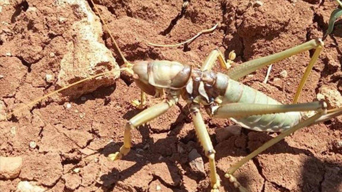 Çiftçilere uyarı: Faydalıdır, lütfen zarar vermeyin'