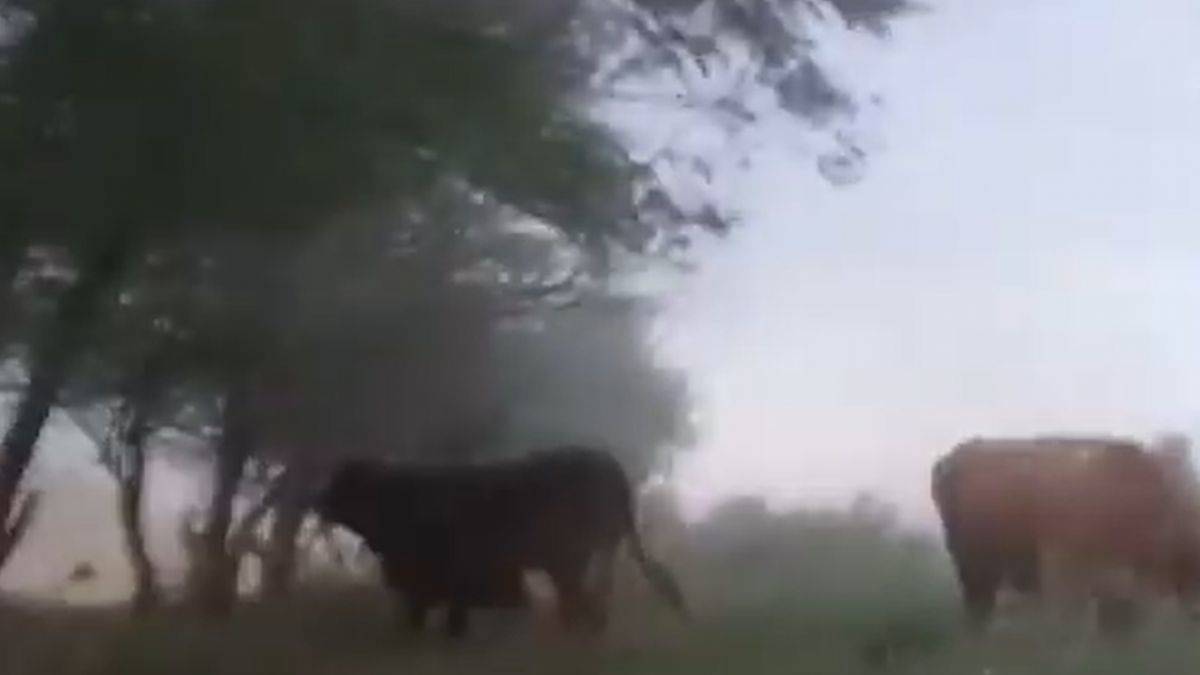 Çoban kum fırtınasını anlattı: Mallar öyle mal mal bakıyor