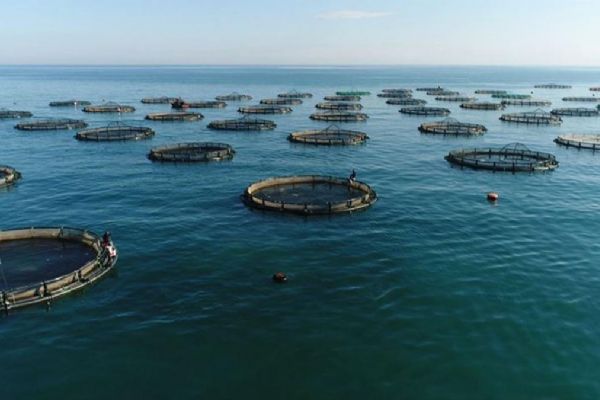 Yılın ilk yarısında 829 milyon dolar gelir elde edildi