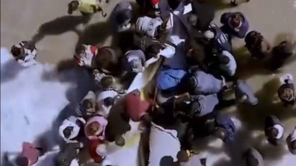 El birliğiyle 'balina intiharı'na müdahale