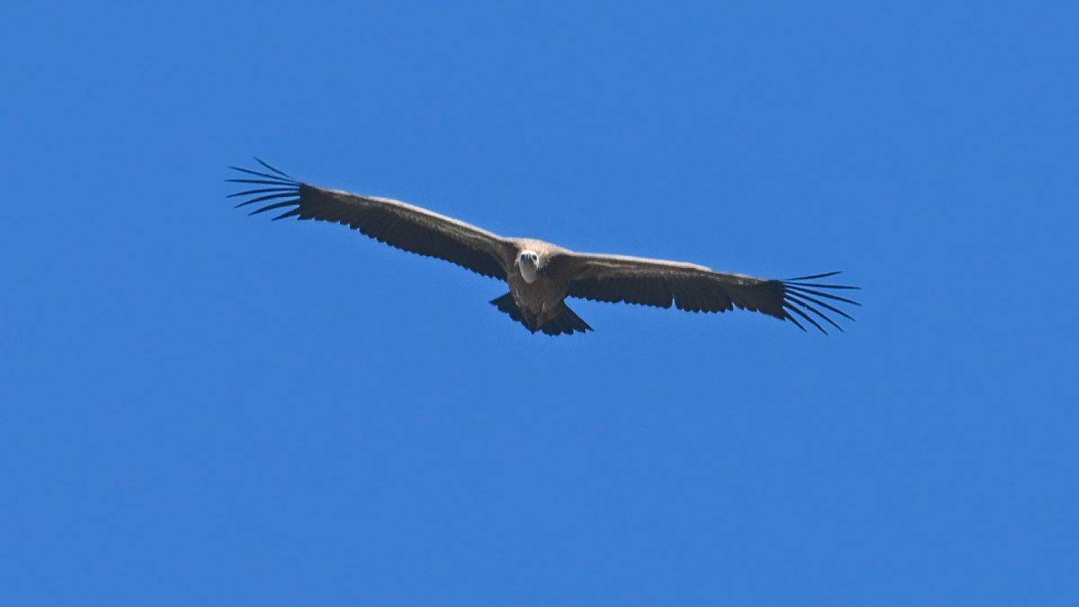 Girit Adası'nda toplu akbaba ölümleri