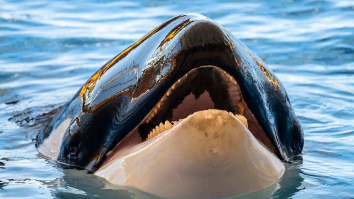 Katil balinalar aslında 'oyun' mu oynuyor?