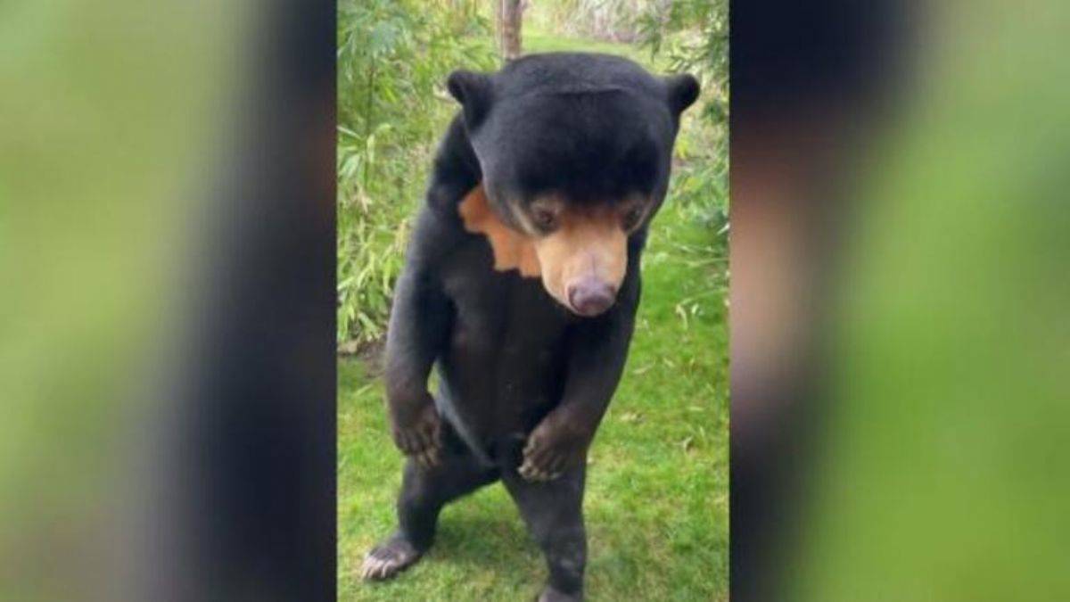 İngiltere, Çin’deki görüntüyü konuşuyor: İnsan mı, ayı mı?