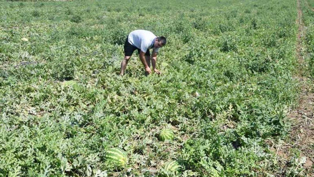 Kurak tarlada yeni sistemle 10 ton karpuz