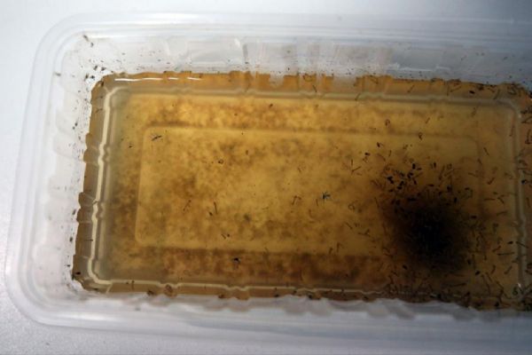 Asya kaplan sineği alarmı! Ege ve Akdeniz'de yayılıyor