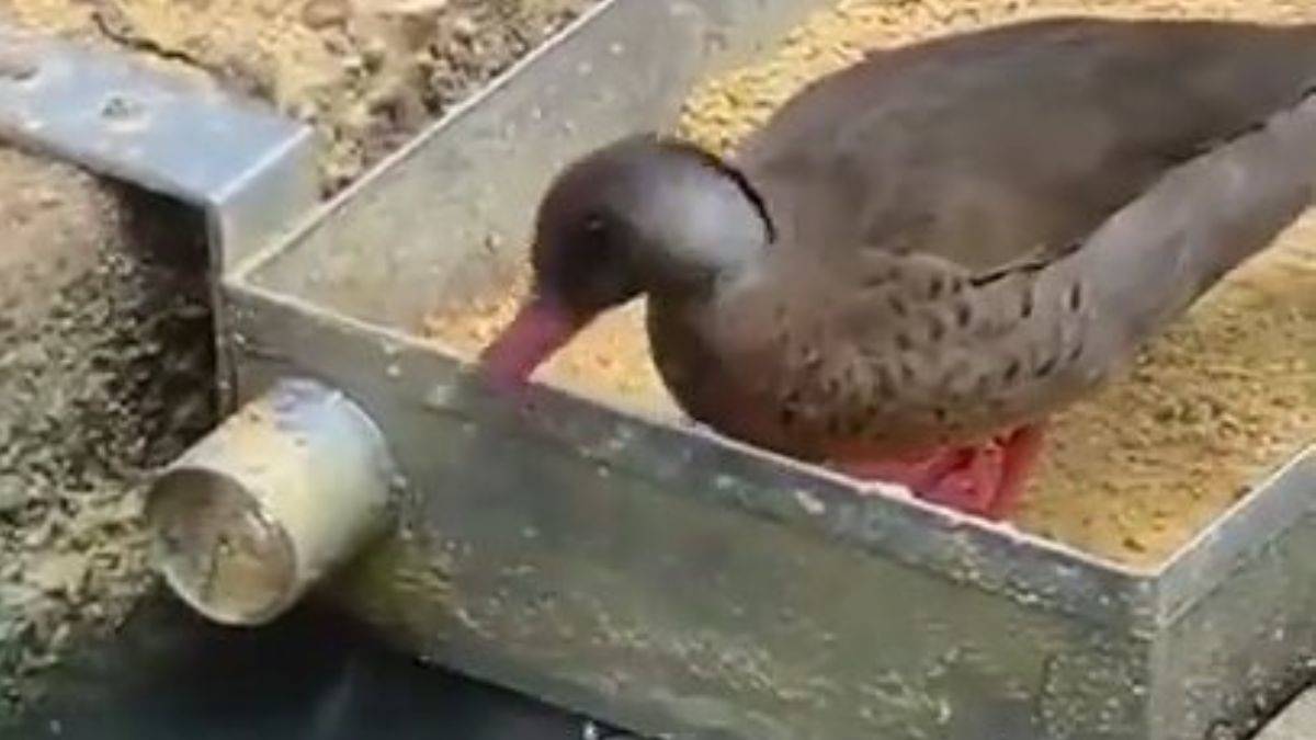 Sevimli ördek, balıkları beslerken yürekleri ısıttı