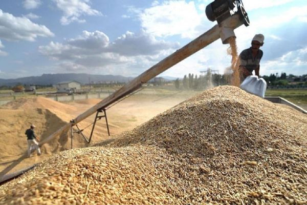 Kocaeli'ndeki patlamanın buğday fiyatlarını artırması beklenmiyor
